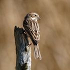 Frau Emberiza Schoeniclus