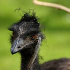 Frau Emu.