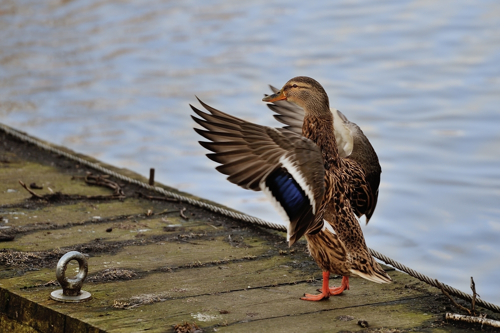 Frau Ente hat alles im Griff