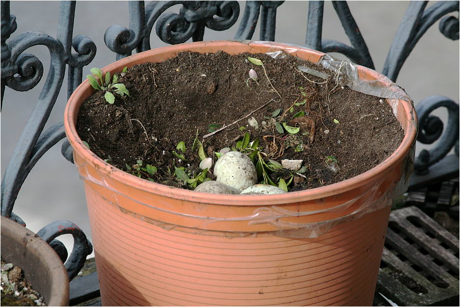 Frau Ente hat im Blumenkübel Eier gelegt ...