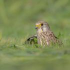 Frau Falke bei der Jagd