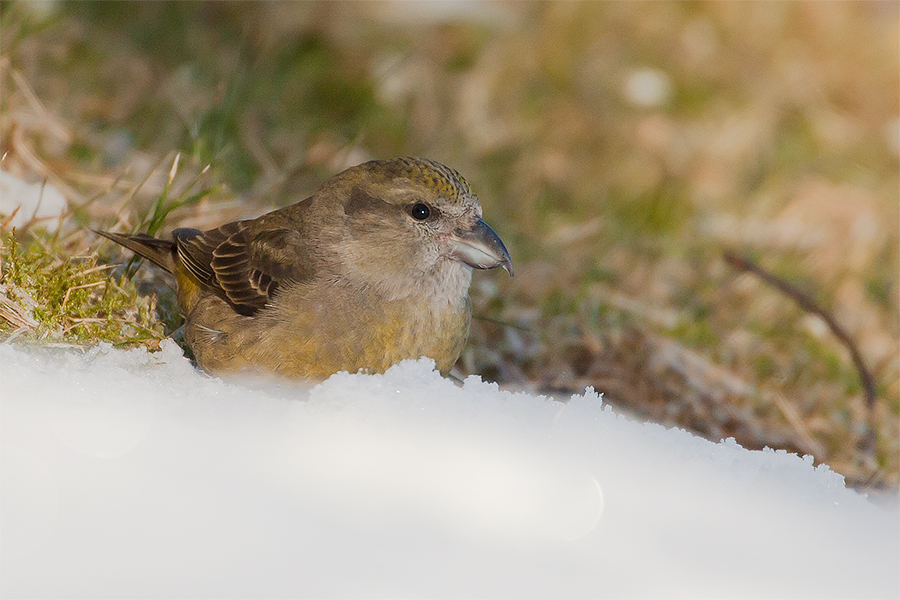 Frau Fichtenkreuzschnabel freut sich über den ersten Schnee!