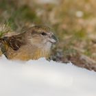 Frau Fichtenkreuzschnabel freut sich über den ersten Schnee!