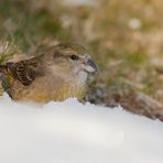 Frau Fichtenkreuzschnabel freut sich über den ersten Schnee!