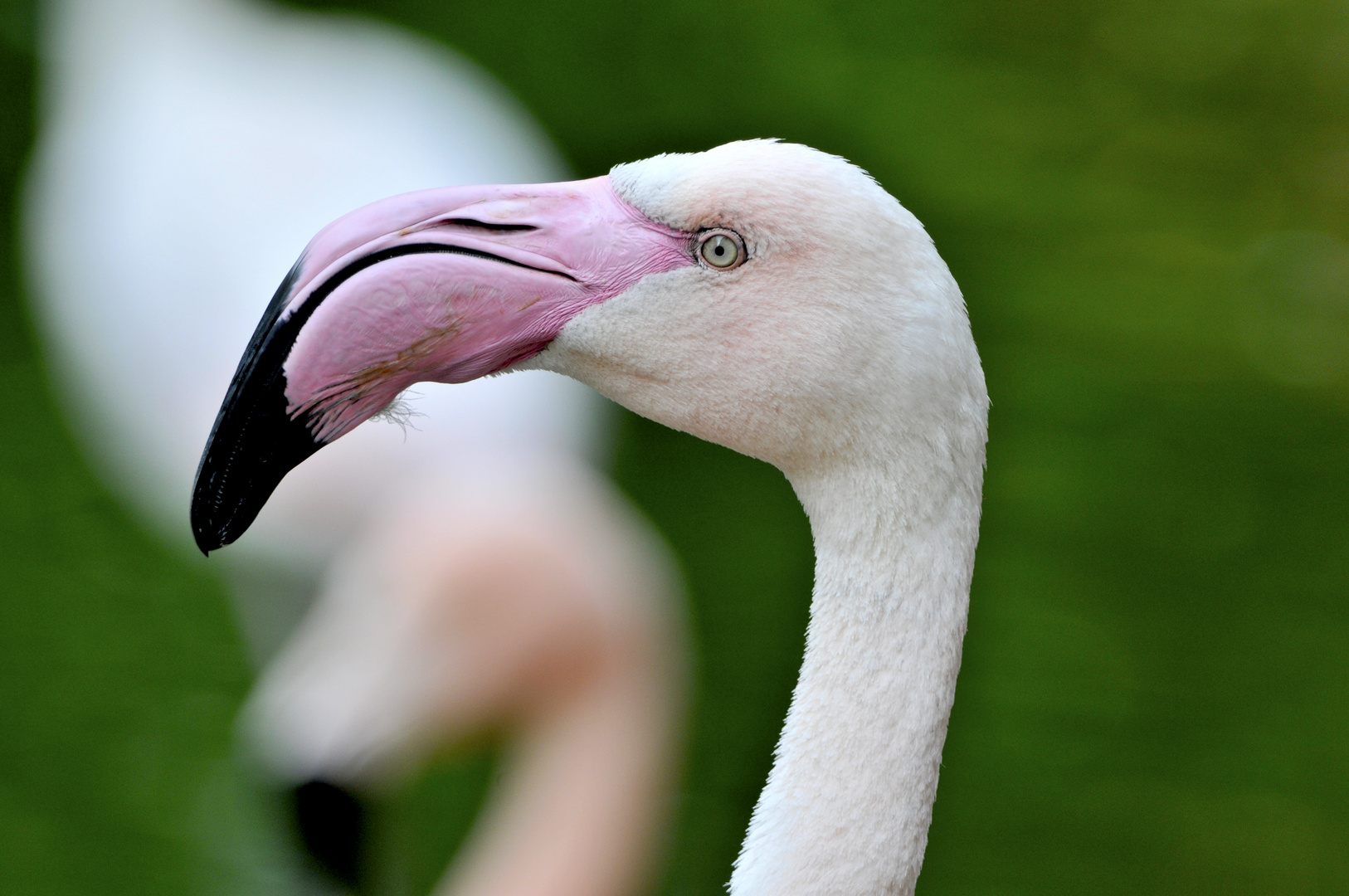 Frau Flamingo