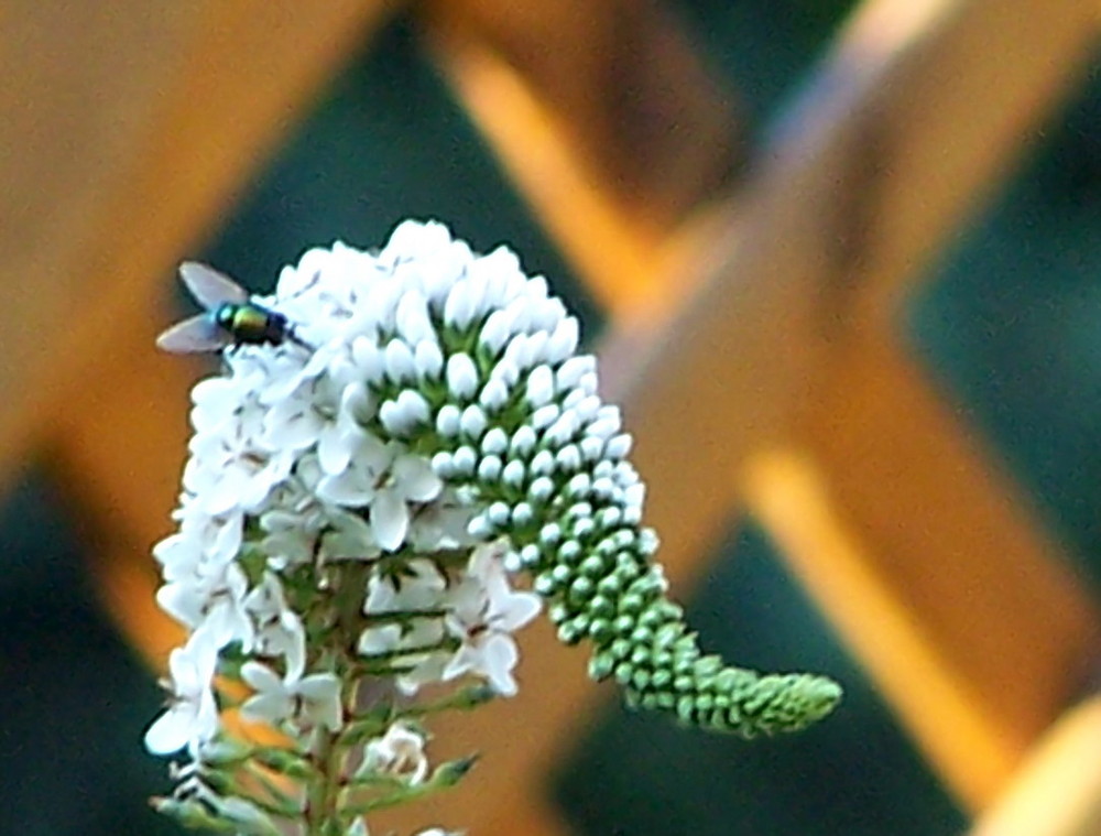 Frau Fliege zu Besuch bei Frau Blume ...