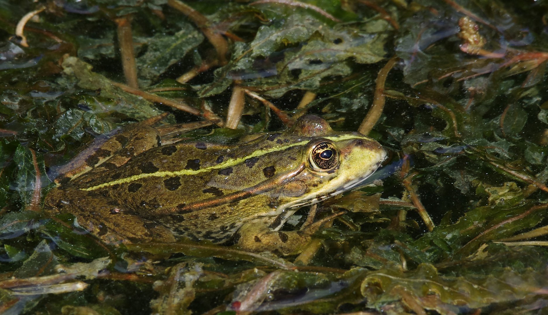 Frau Frosch...