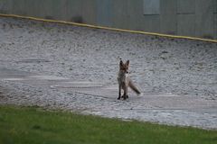 Frau Fuchs im Regierungsviertel