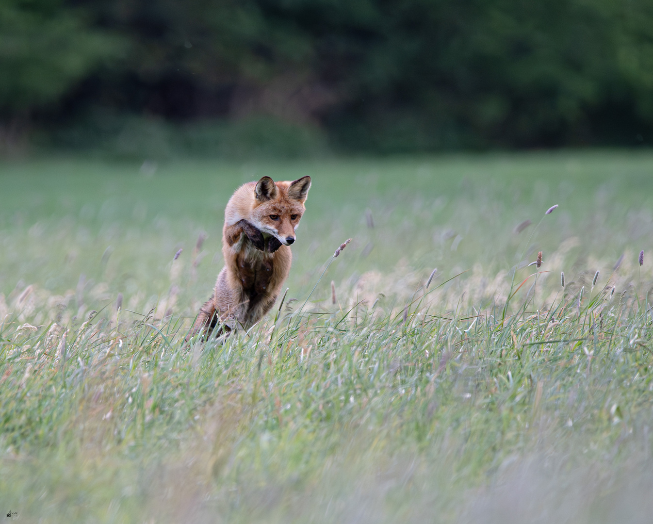 Frau-Fuchs-im-Sprung