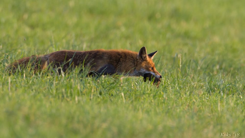 Frau Fuchs schleicht sich ...