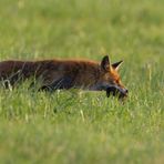 Frau Fuchs schleicht sich ...