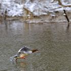 Frau Gänsesäger als Wasserläuferin