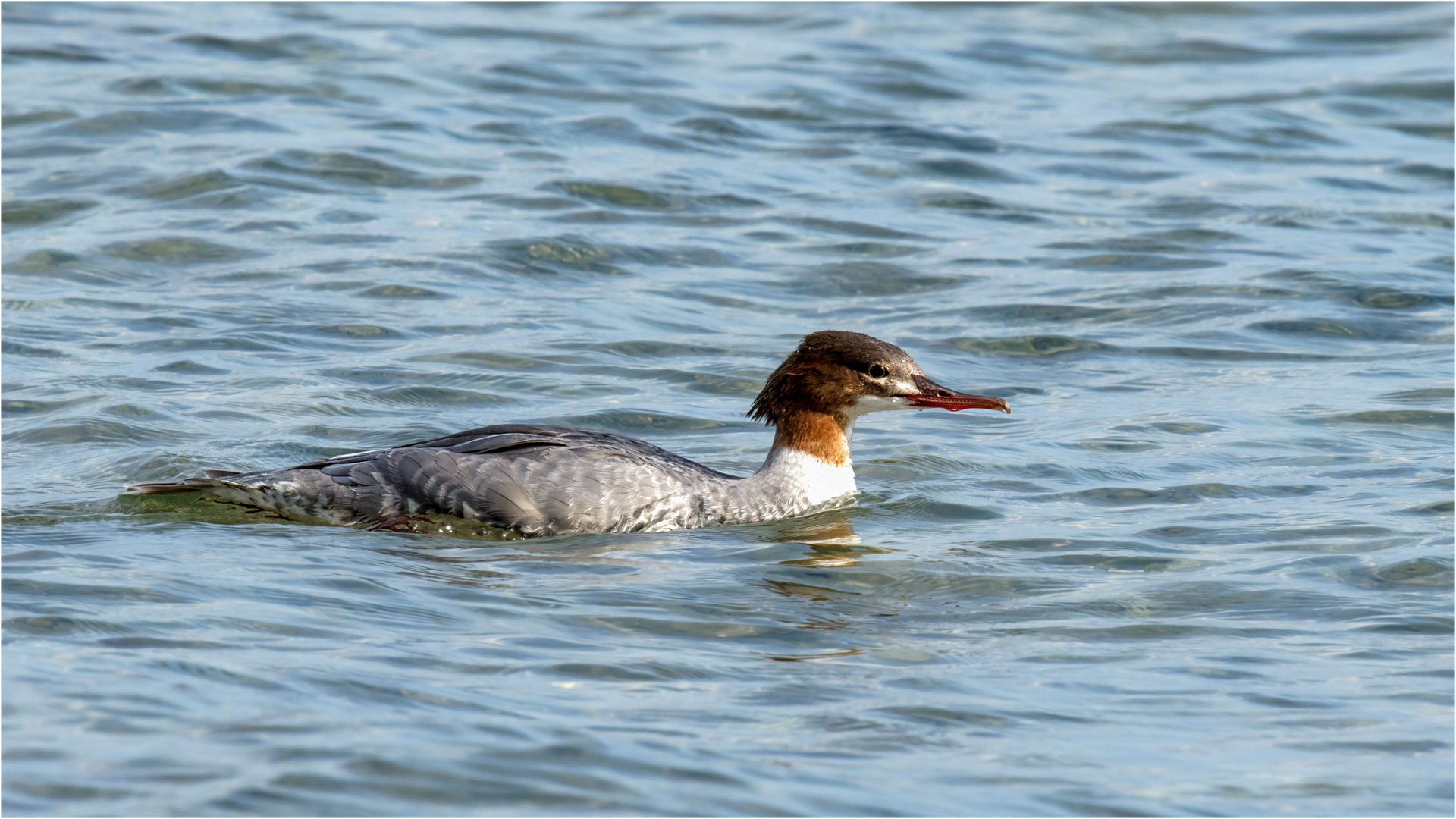 Frau Gänsesäger auf der Ostsee spaddelt  .....