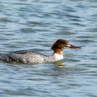 Frau Gänsesäger auf der Ostsee spaddelt  .....