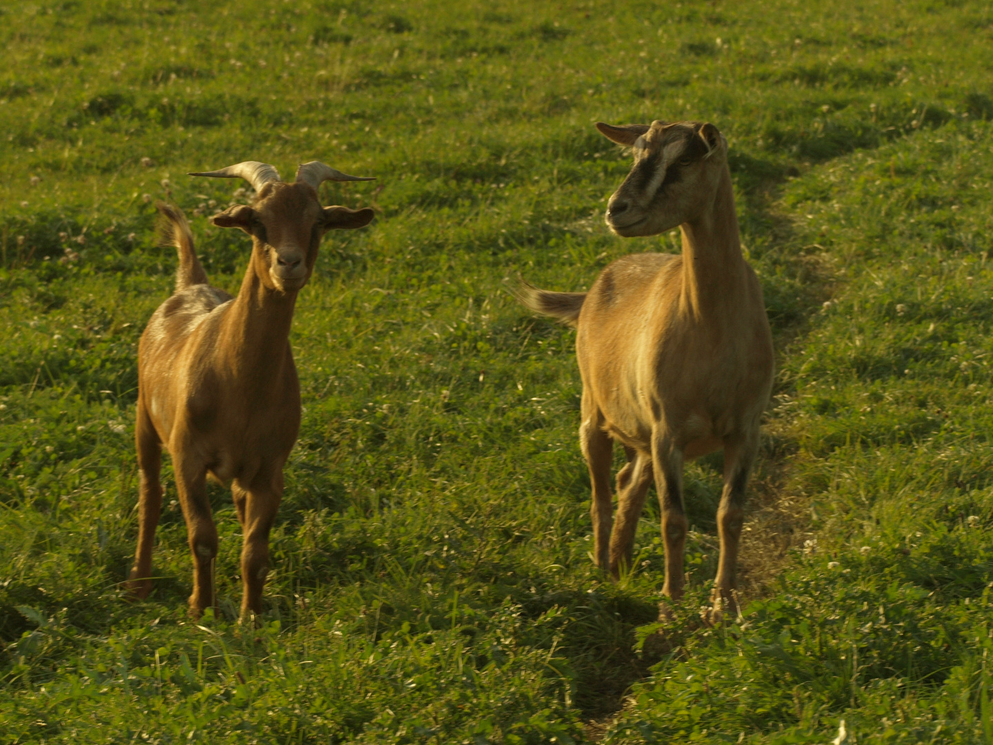 Frau Gais und Herr Bock