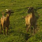 Frau Gais und Herr Bock