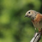 Frau Gartenrotschwanz (Phoenicurus phoenicurus)