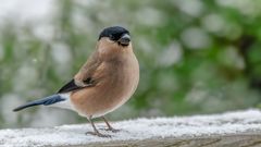 Frau Gimpel auf Futtersuche ...