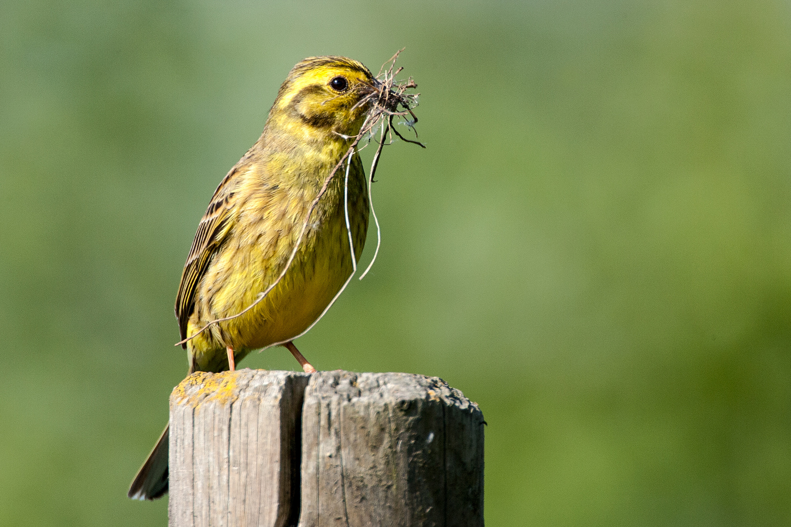 Frau Goldammer baut ein Nest