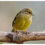 - Frau Goldammer - ( Emberiza citrinella )