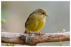 - Frau Goldammer - ( Emberiza citrinella )