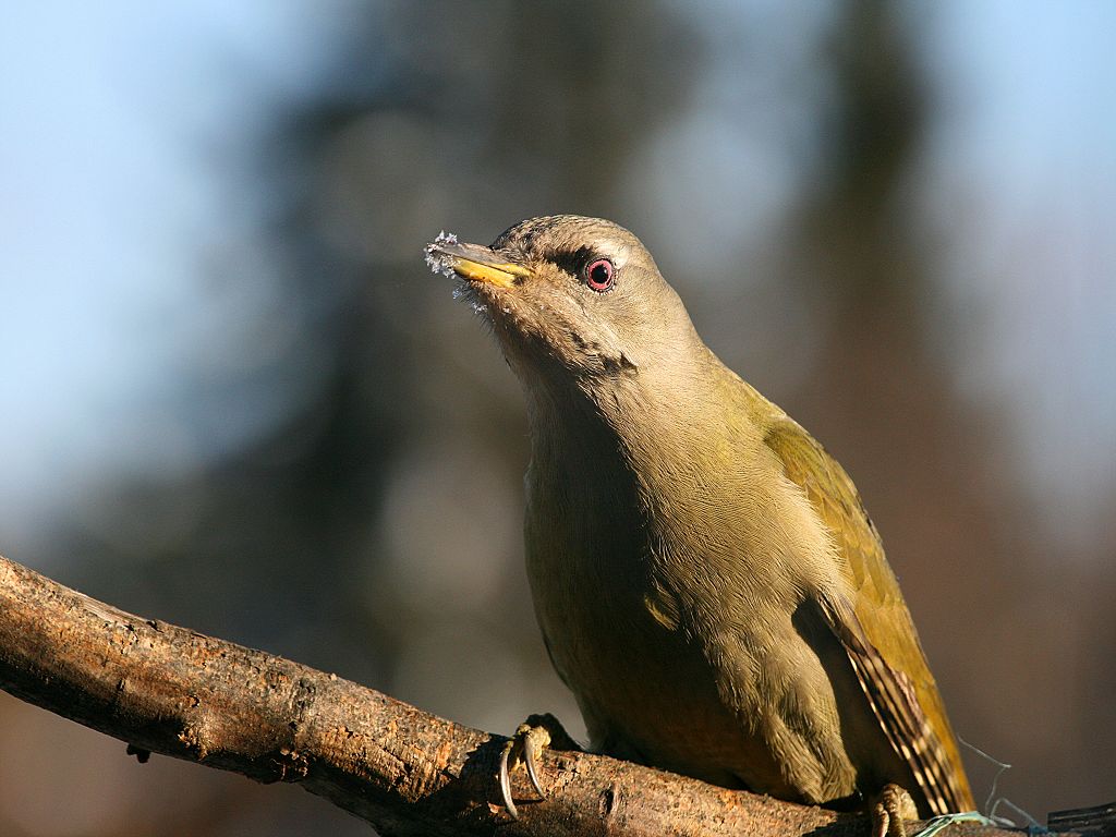 Frau Grauspecht II