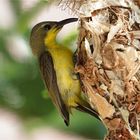 Frau Grünrücken Nektarvogel