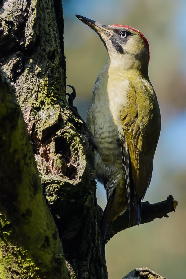 Frau Grünspecht am Baum #1