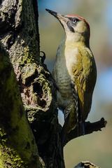 Frau Grünspecht am Baum #1