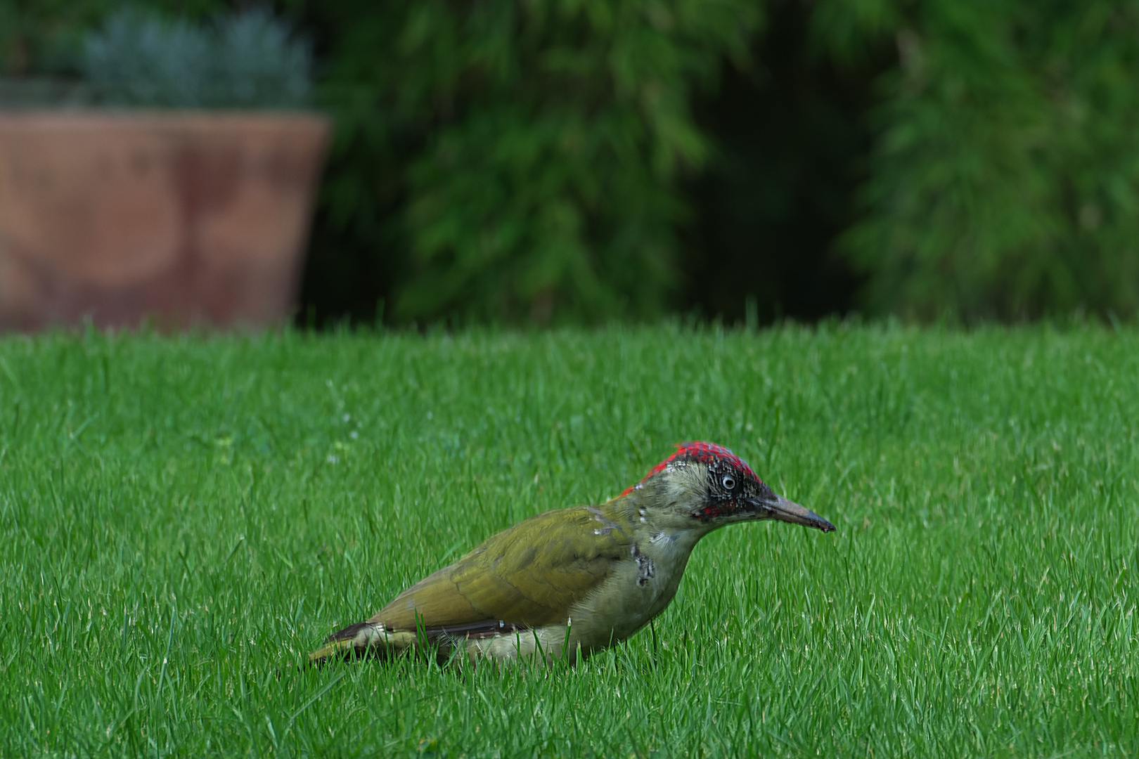 Frau Grünspecht auf der Jagd 1