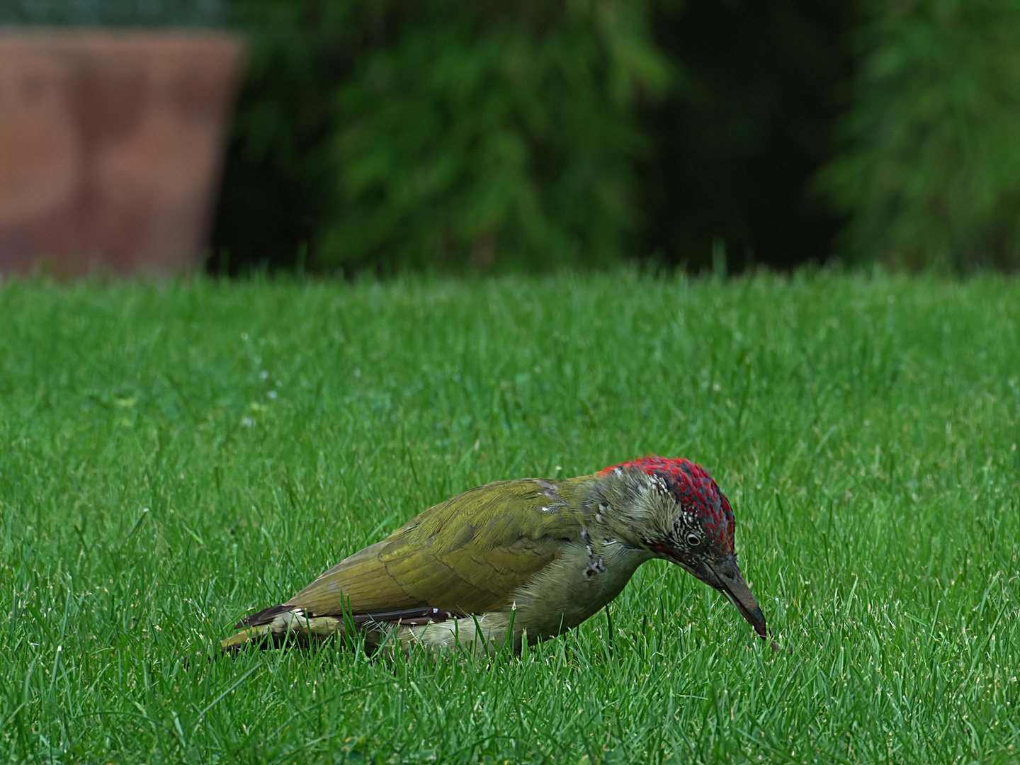 Frau Grünspecht auf der Jagd 2