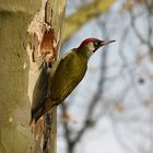 Frau Grünspecht beim Hausbau