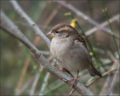 Frau Hausspatz