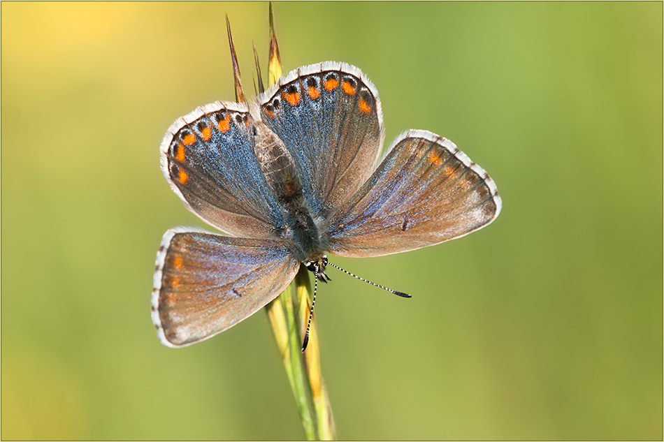 Frau Himmelblau