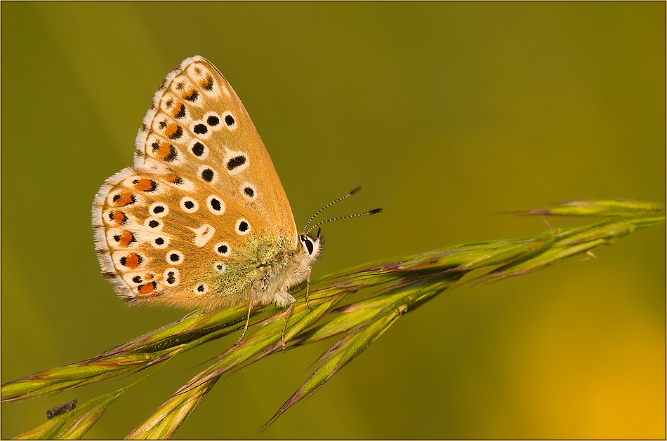 ~ Frau Himmelblau ~