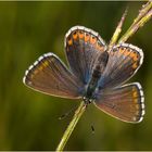 Frau Himmelblau