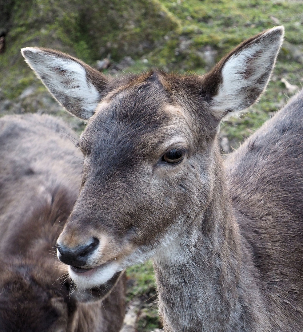 Frau Hirsch....