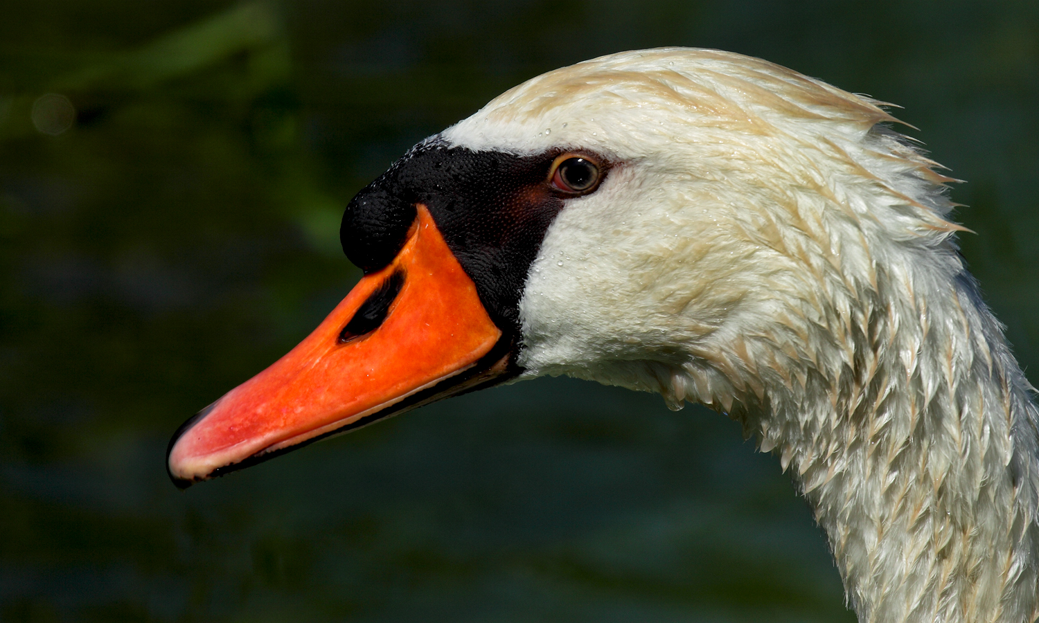 Frau Höckerschwan