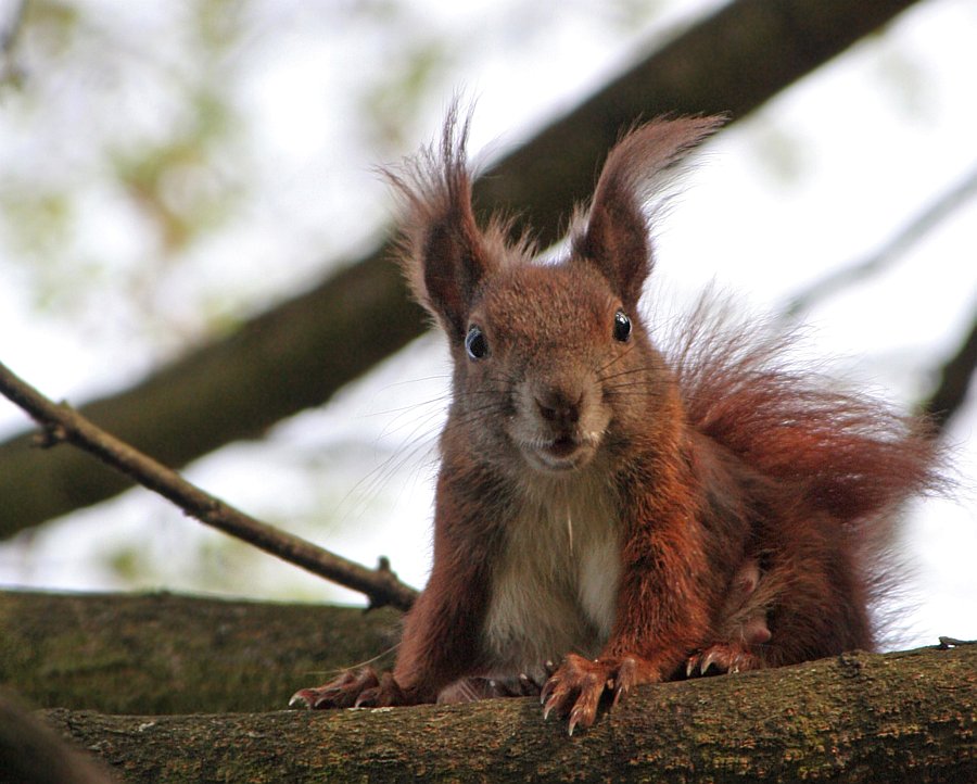 " Frau Hörnchen "