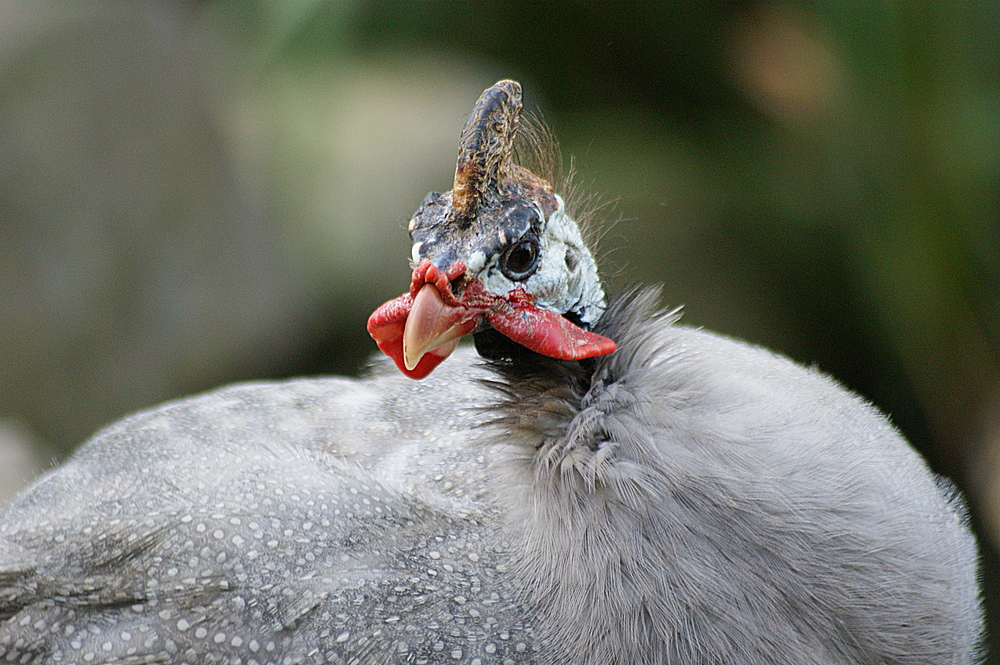 " Frau Huhn "