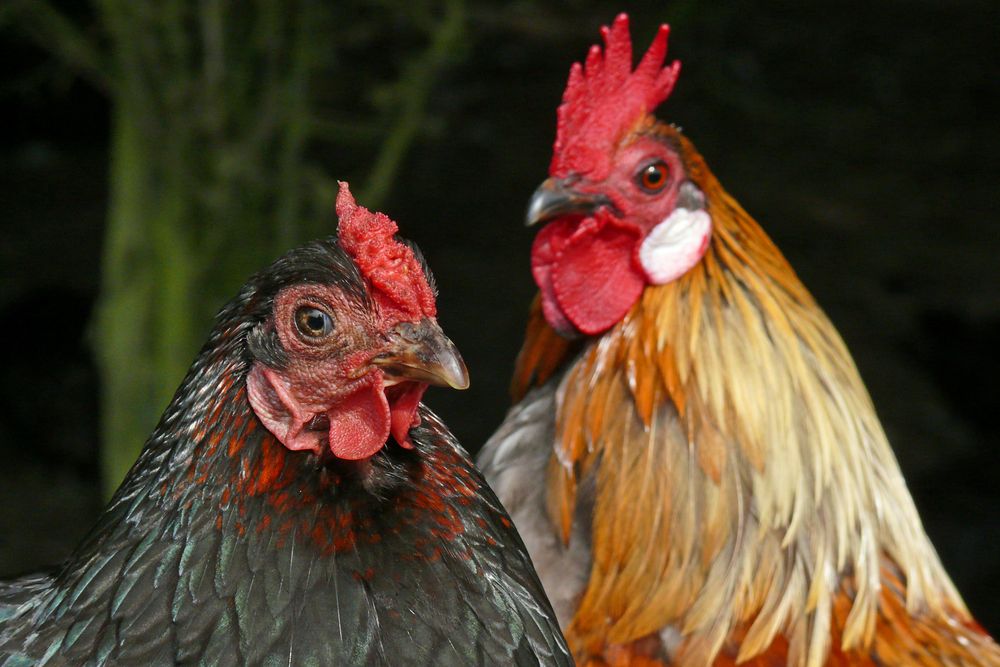 Frau Huhn mit Herrn Gemahl Foto & Bild | tiere, haustiere, vögel Bilder