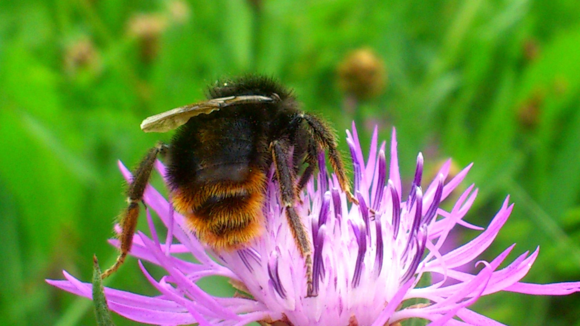 Frau Hummel auf der Suche nach Honig