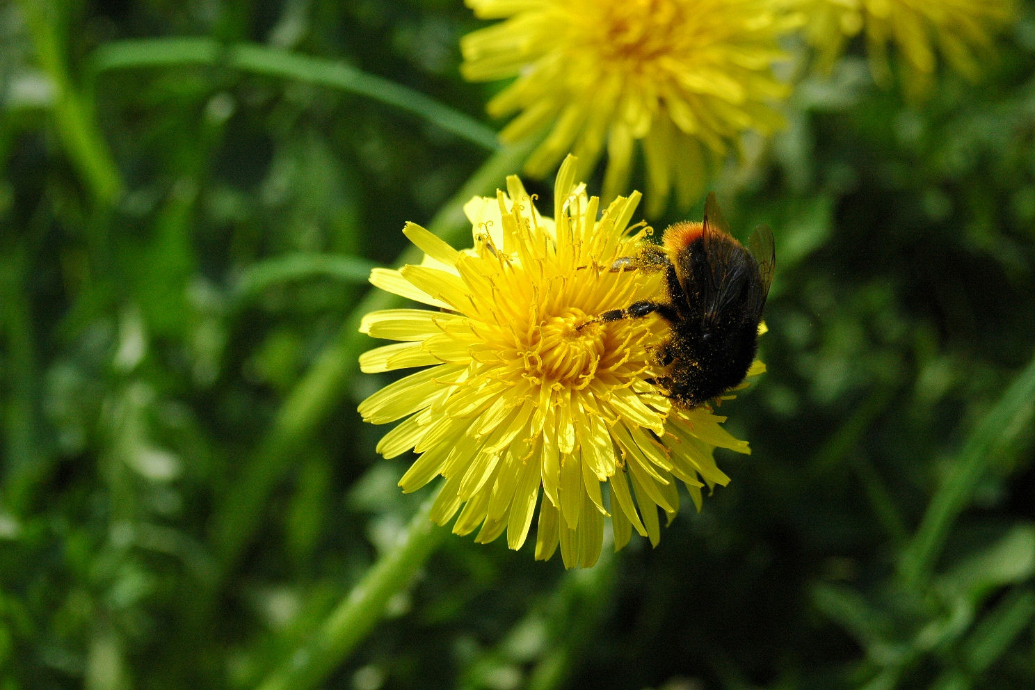 Frau Hummel