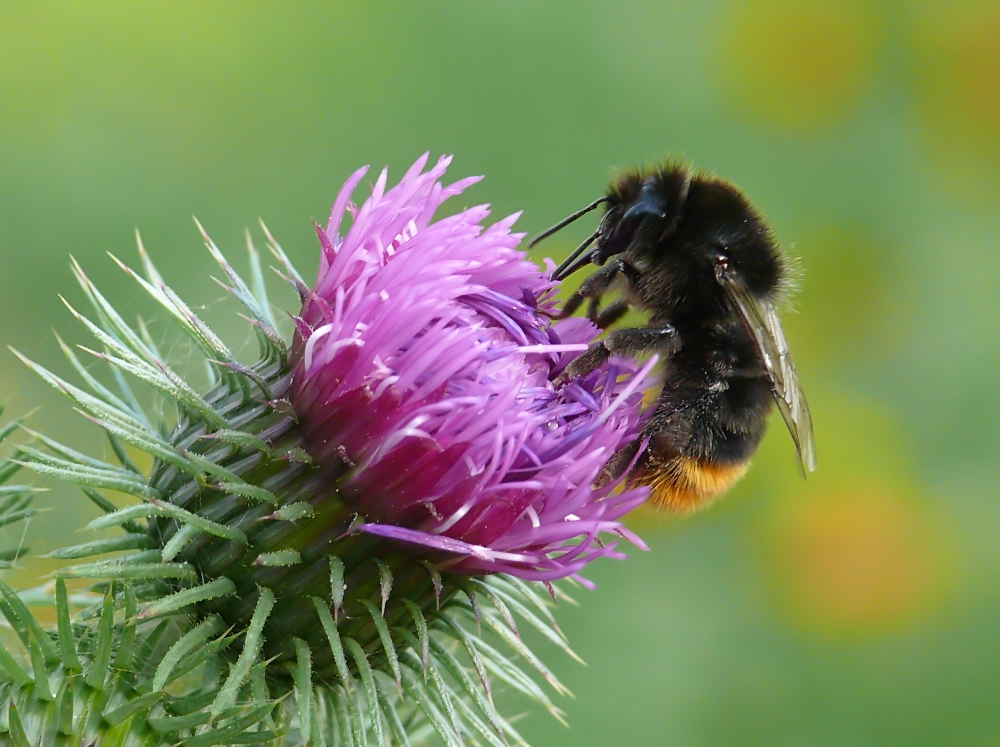 Frau Hummel bei der Arbeit