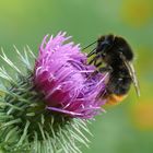 Frau Hummel bei der Arbeit