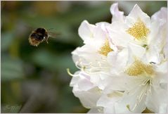 Frau Hummel bei der Arbeit