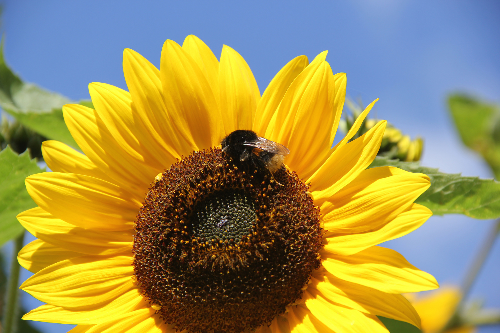 Frau Hummel bei der Arbeit