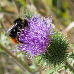 Frau Hummel bei der Arbeit