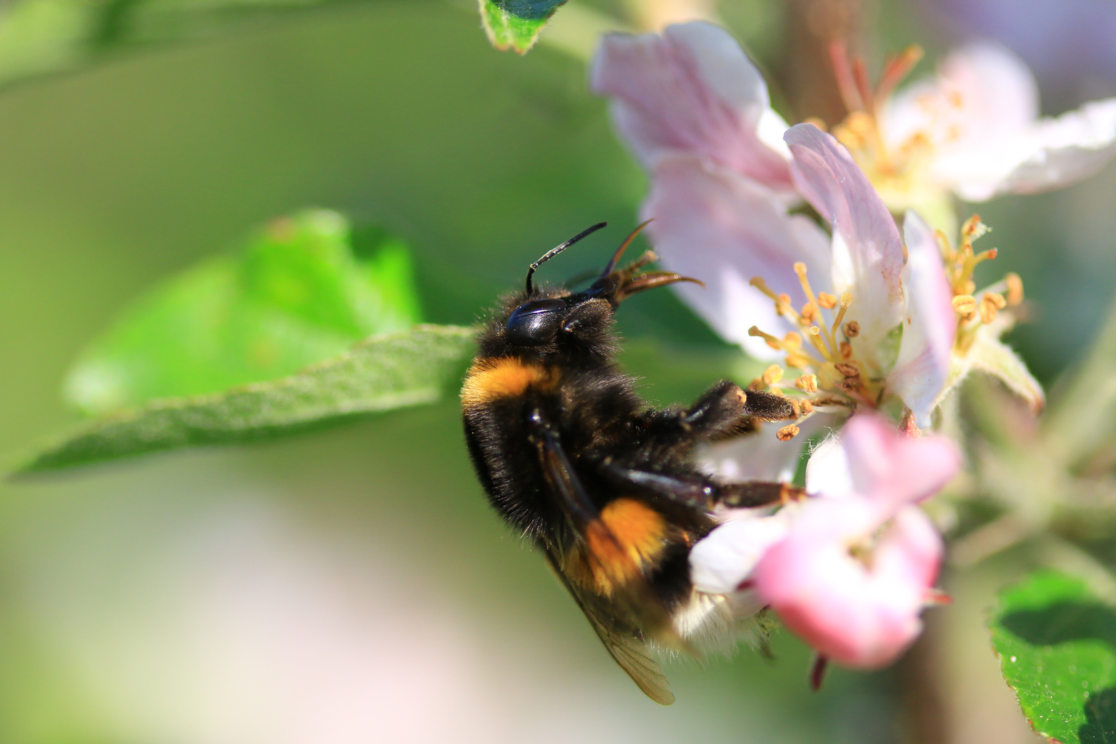 Frau Hummel ...