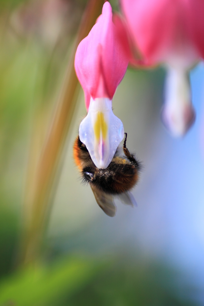 Frau Hummel2